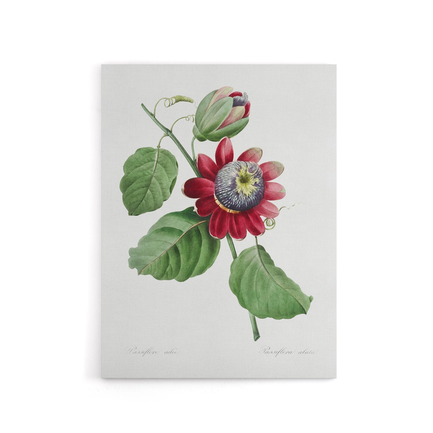 Passion Flower Illustration Redoute Vintage Canvas Wall Art