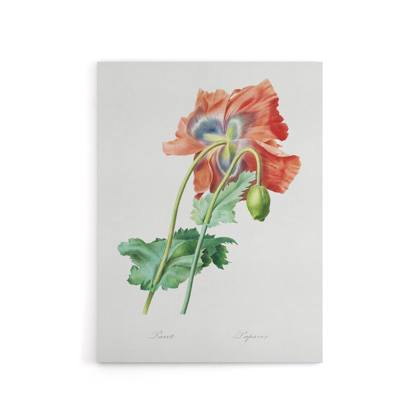 Poppy Flower Botanical Redoute Vintage Canvas Wall Art