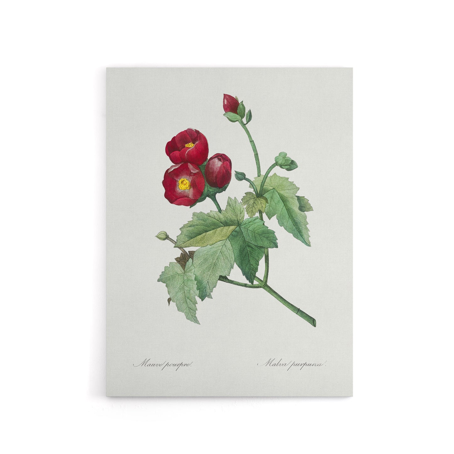 Callirhoe Poppy Mallow Flower Redoute Vintage Canvas Wall Art
