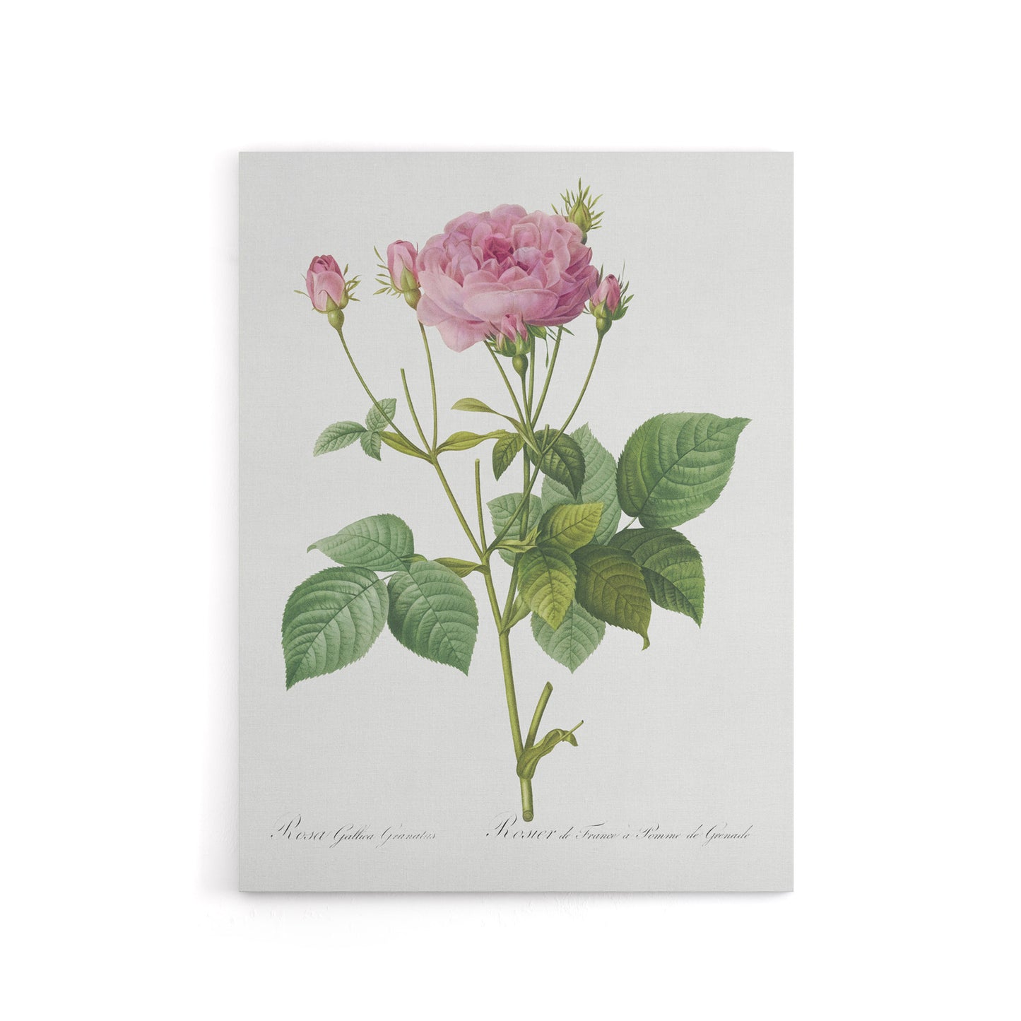 Gallic Rose Flower Illustration Redoute Vintage Canvas Wall Art