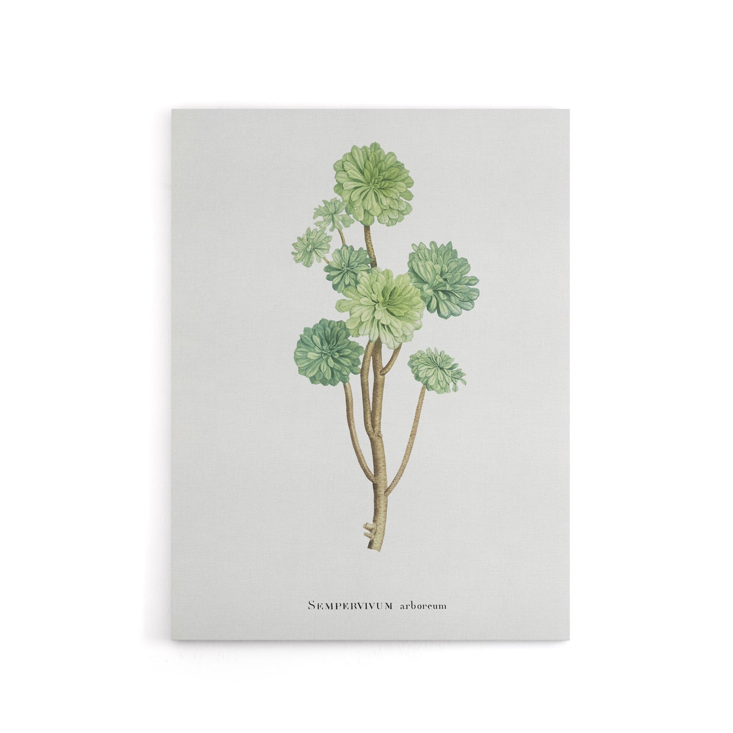 Tree Houseleek Succulent Redoute Vintage Canvas Wall Art