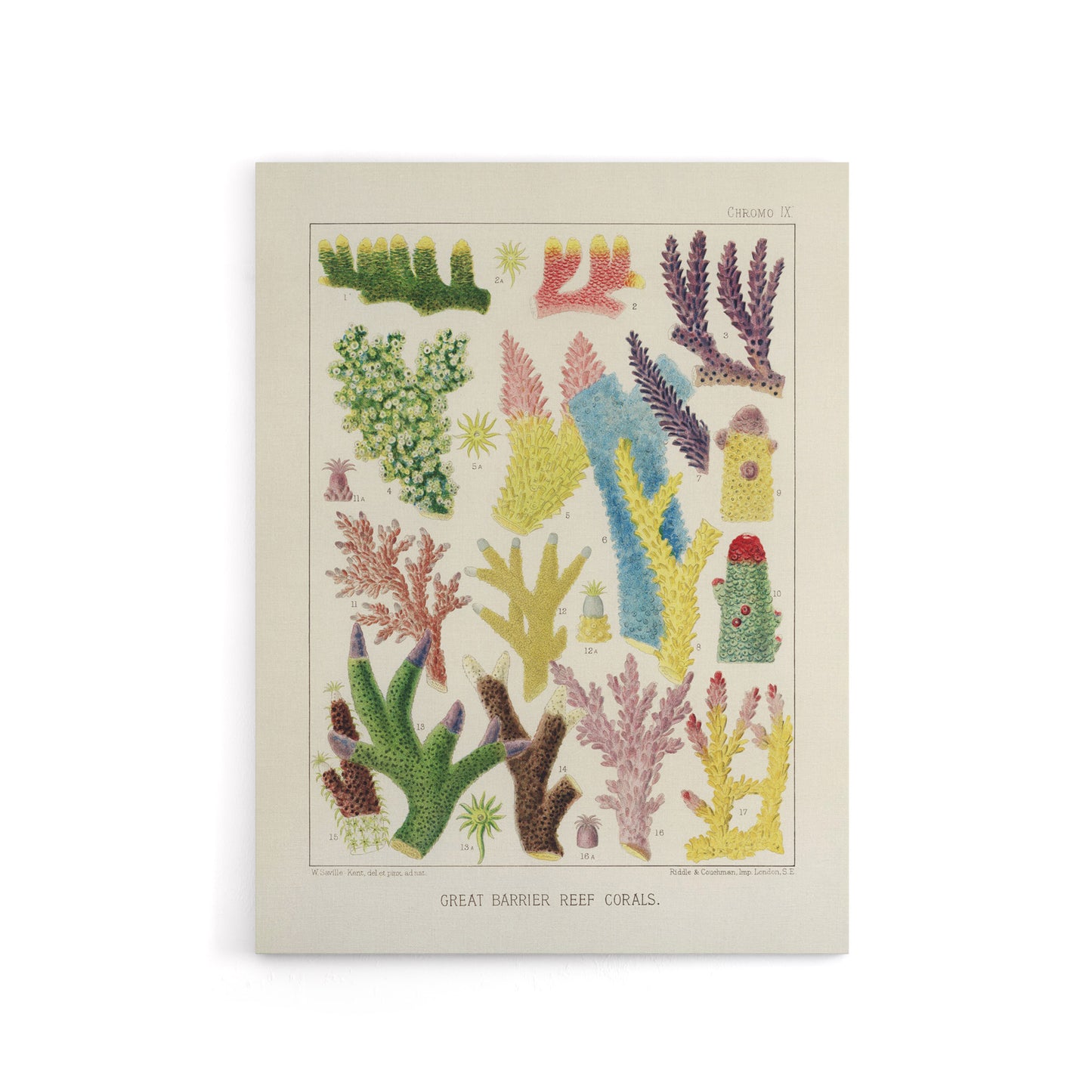 Great Barrier Reef Corals Marine Life Kent Canvas Wall Art Print