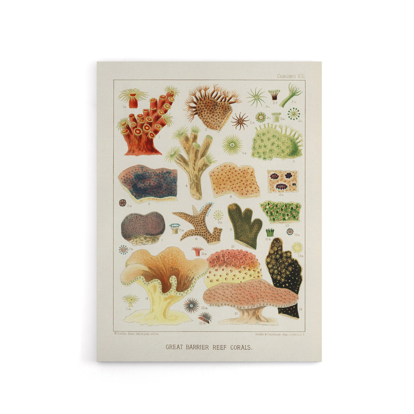 Great Barrier Reef Corals Illustration Kent Canvas Wall Art Print