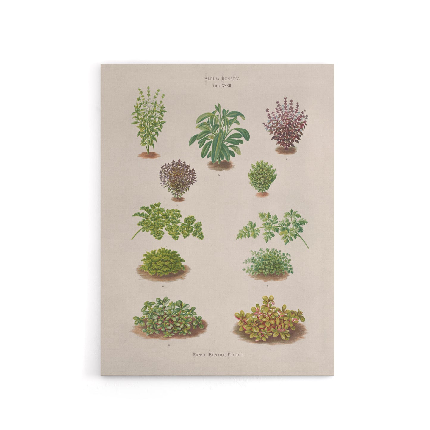 Botanical Bushes Varieties Ernst Benary Canvas Wall Art Print