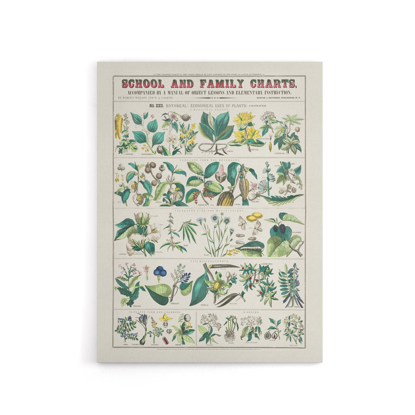 School and family charts No XXII Calkins Canvas Wall Art Print