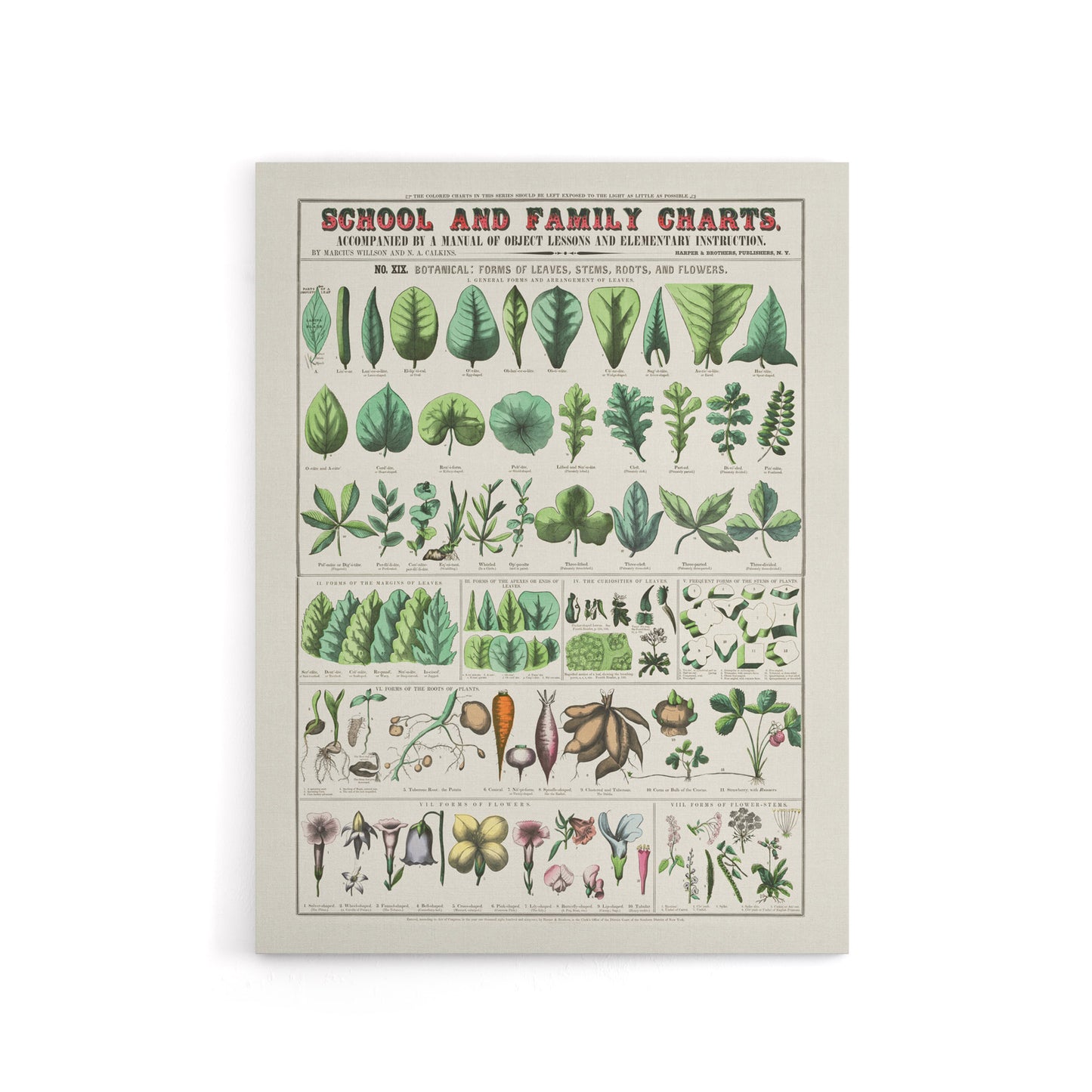 School and family chart No XIX Calkins Canvas Wall Art Print
