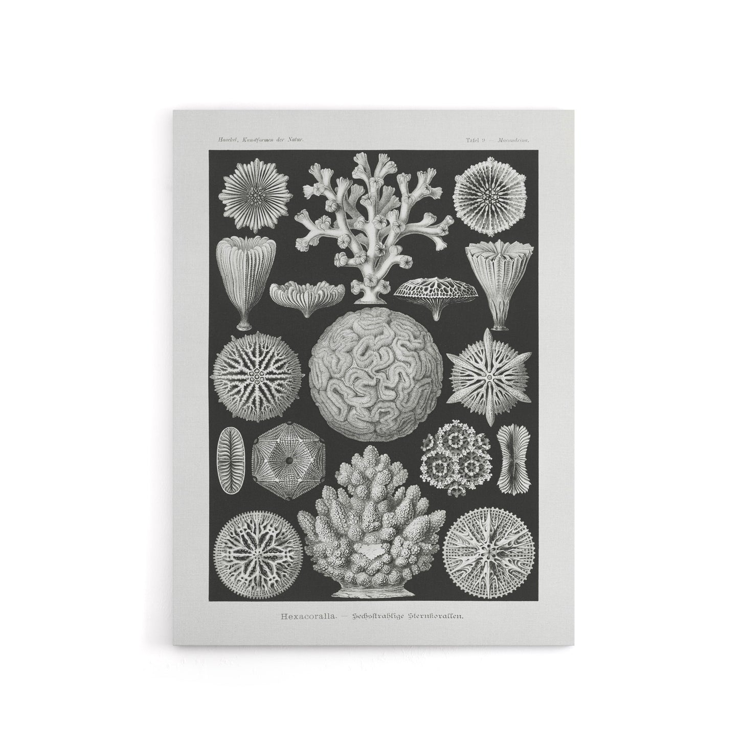 Hexacorallia Marine Life Illustration Haeckel Canvas Wall Art Print