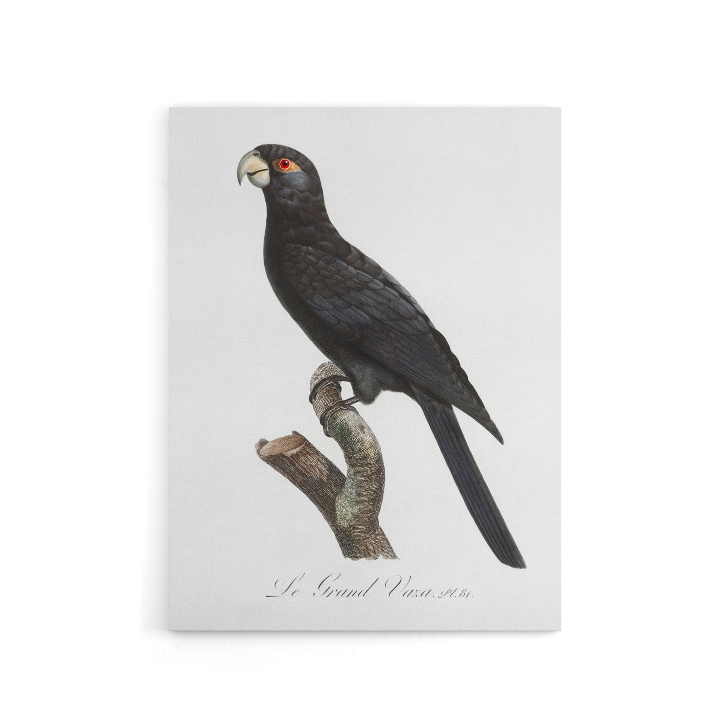 The Greater Vasa Parrot Francois Levaillant Canvas Wall Art Print