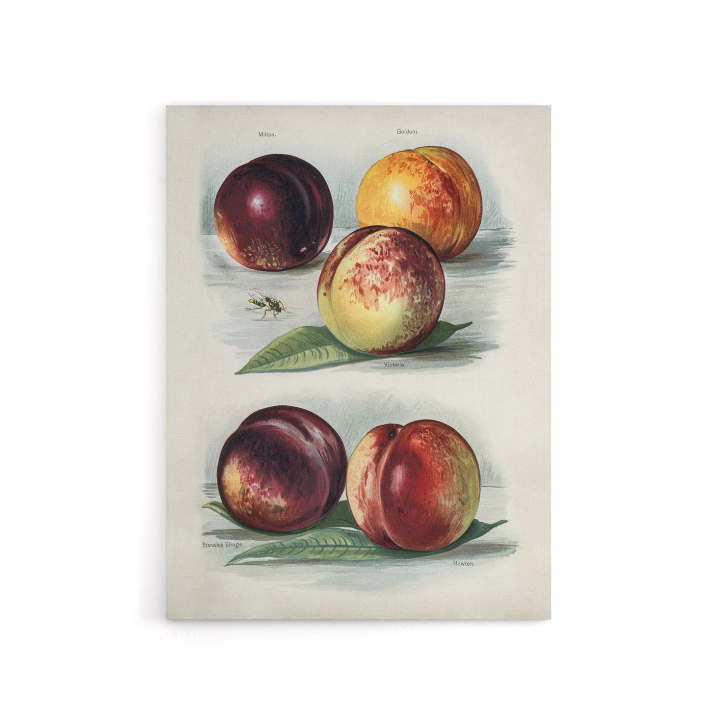 Vintage Fruit Illustration Peach Varieties Wright Canvas Wall Art Print