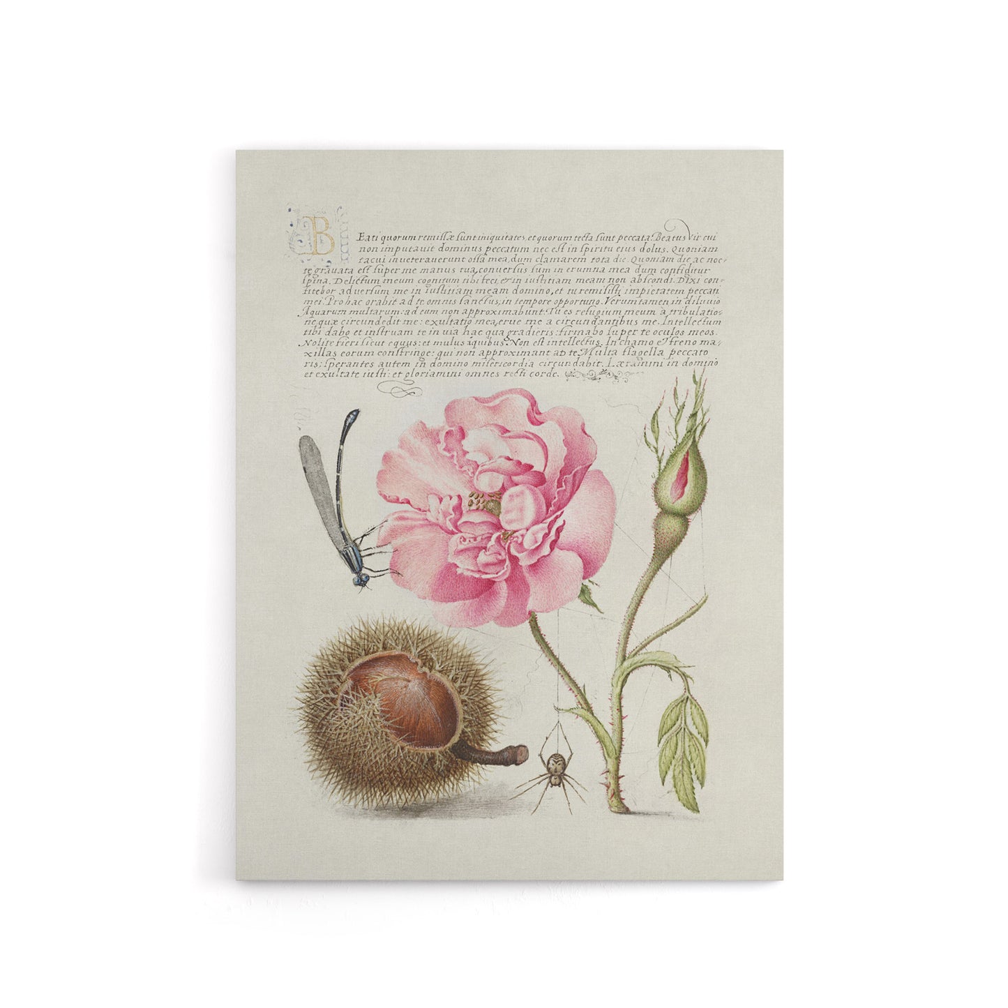 Damselfly Rose Chestnut Spider Calligraphy Canvas Wall Art Print