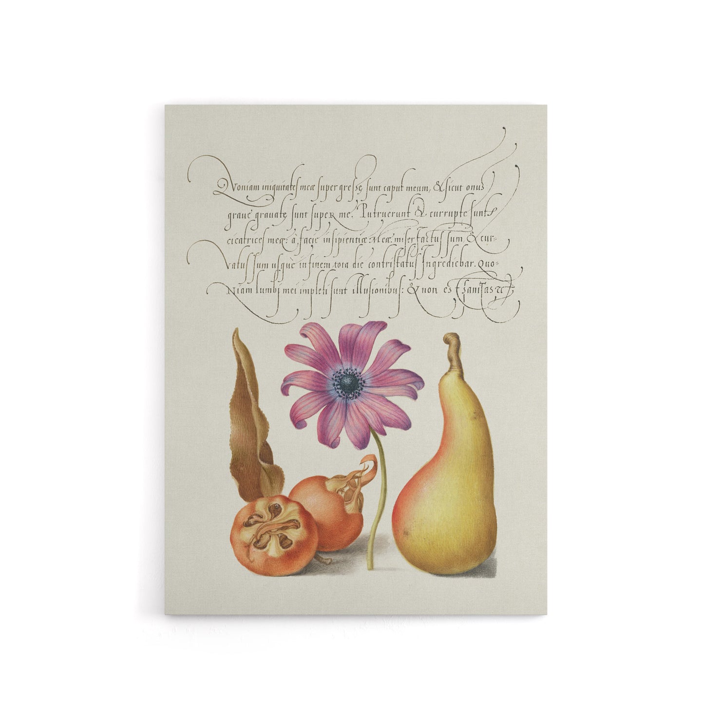 Medlar Poppy Anemone and Pear Calligraphy Canvas Wall Art Print