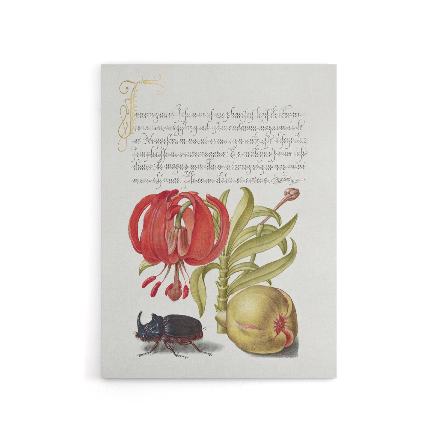 Turks Cap Lily Fig and Beetle Calligraphy Canvas Wall Art Print