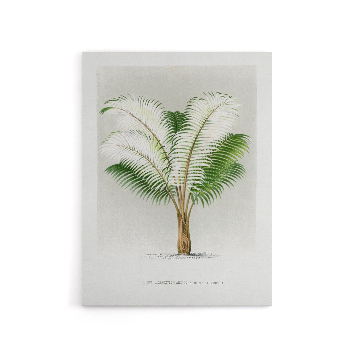 Ceroxylon Anticola Palm Tree Kerchove Canvas Wall Art Print