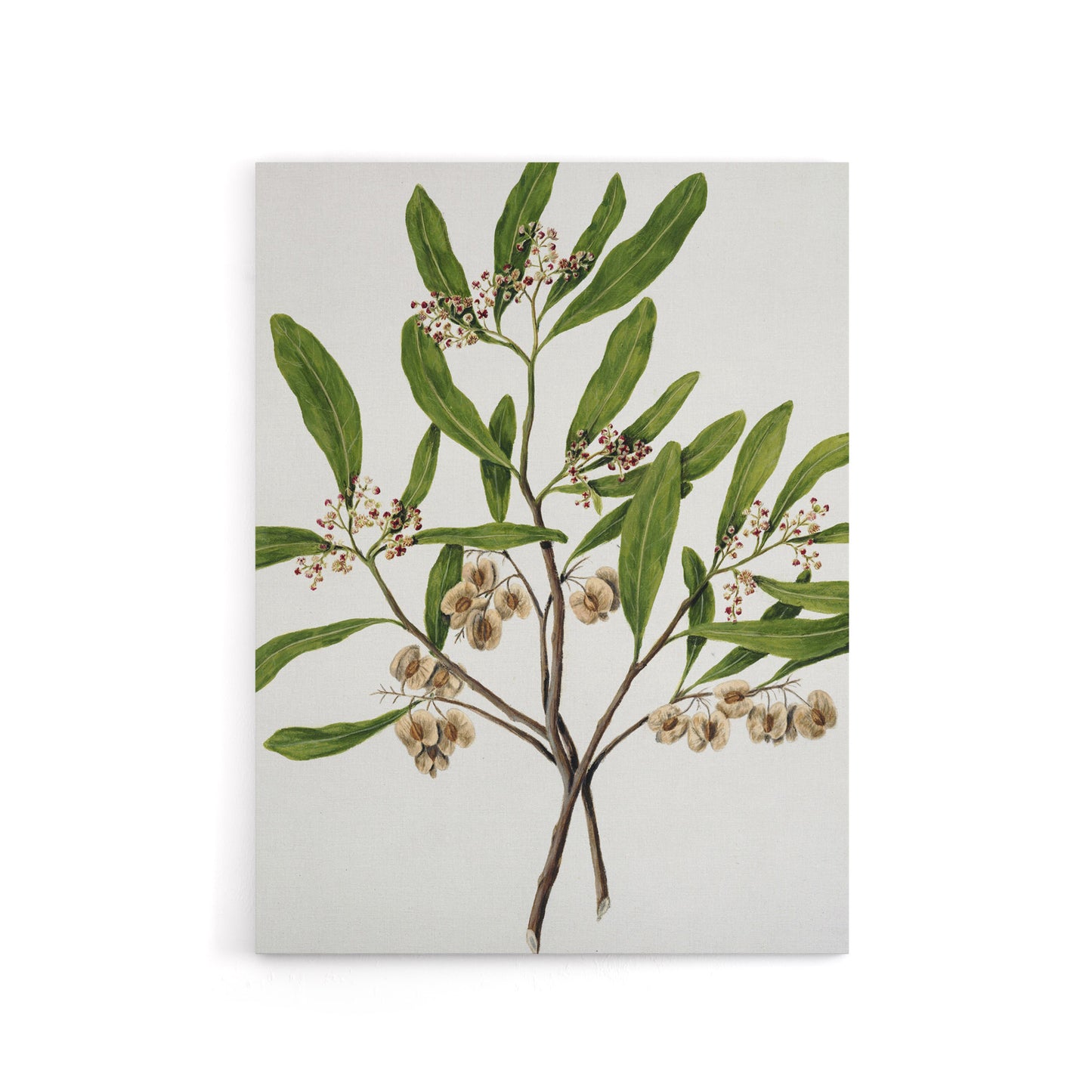 New Zealand Akeake Hopbush Flowering Plant Featon Canvas Wall Art Print
