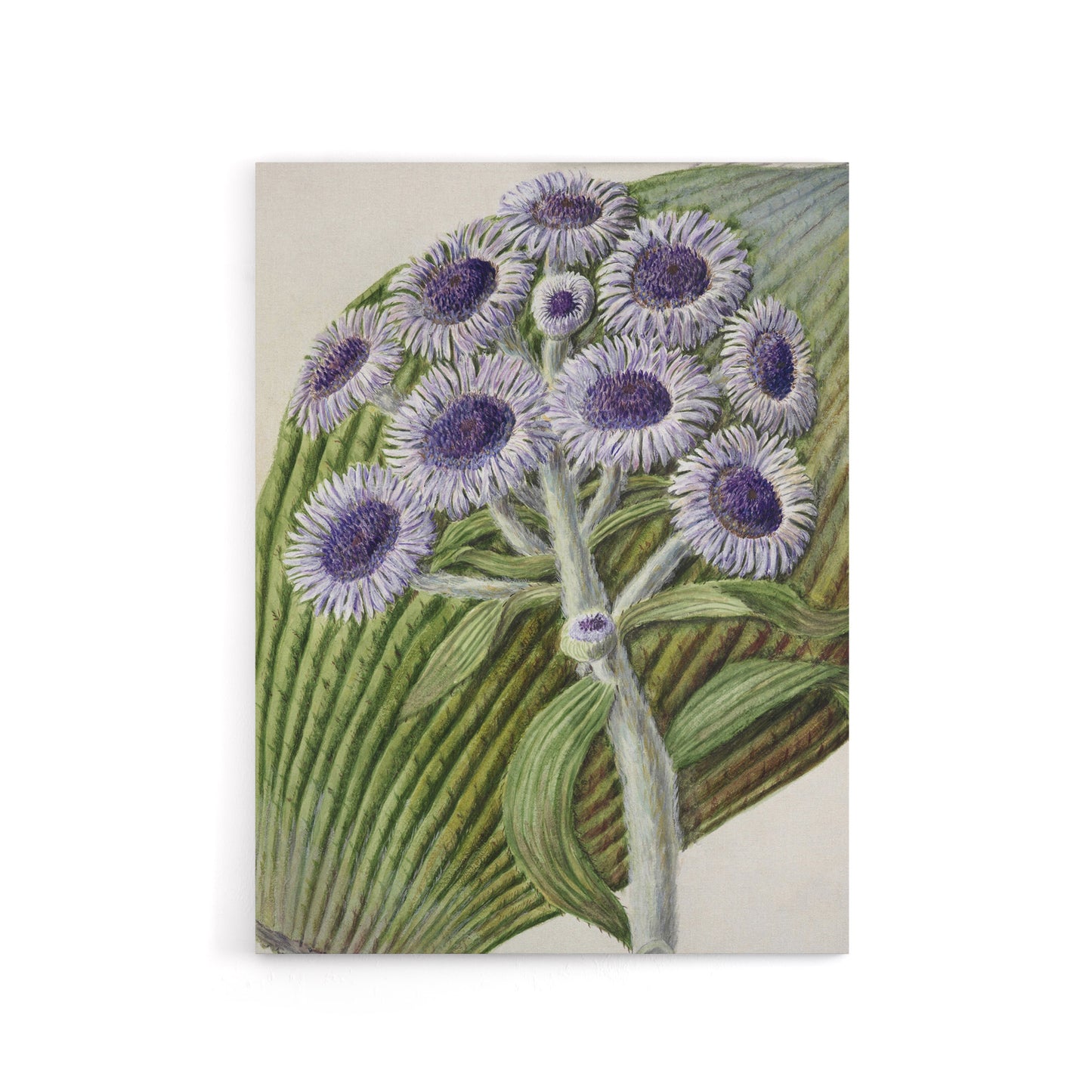 New Zealand Antarctic Daisy Flowers Featon Canvas Wall Art Print