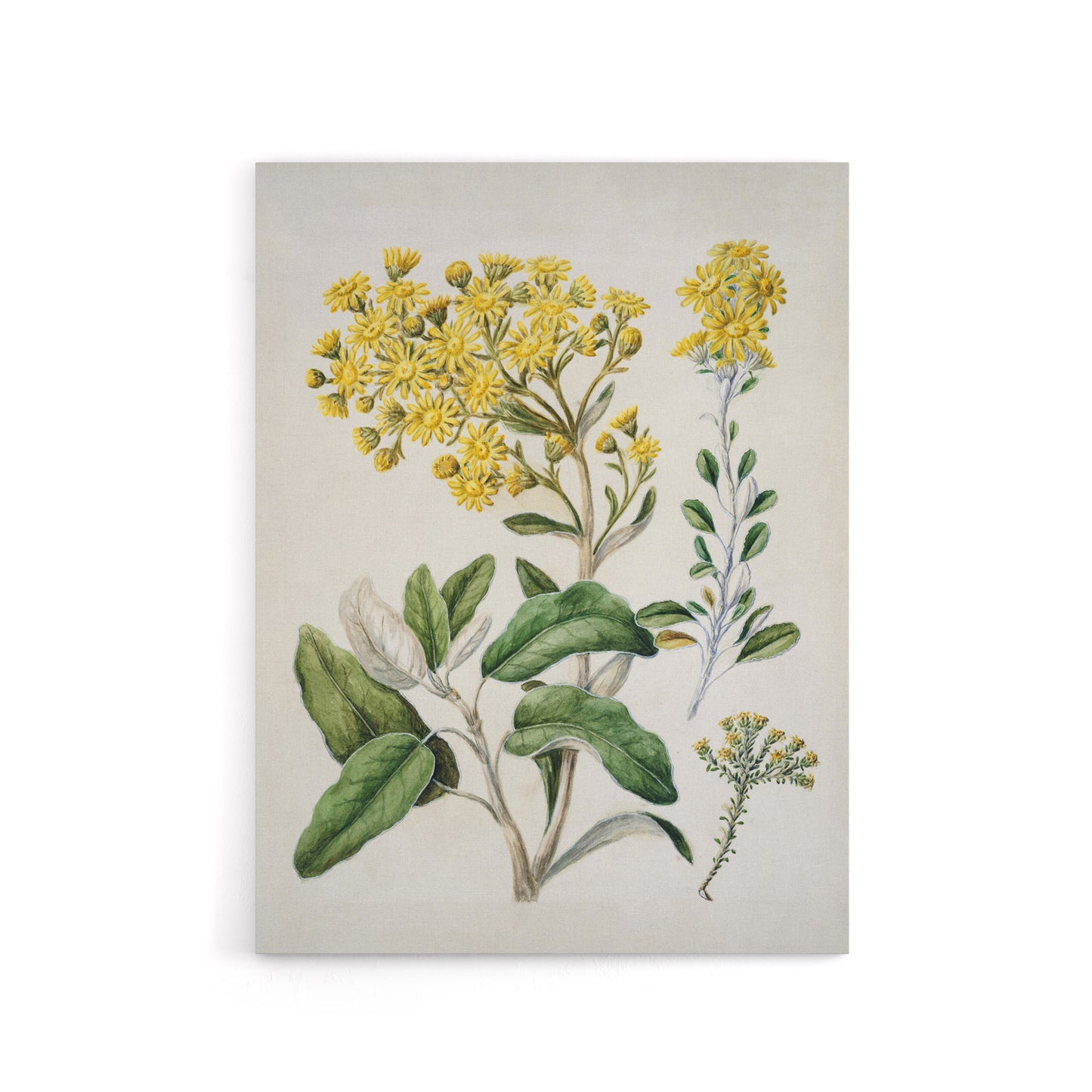 New Zealand Brachyglottis Daisy Flowers Featon Canvas Wall Art Print