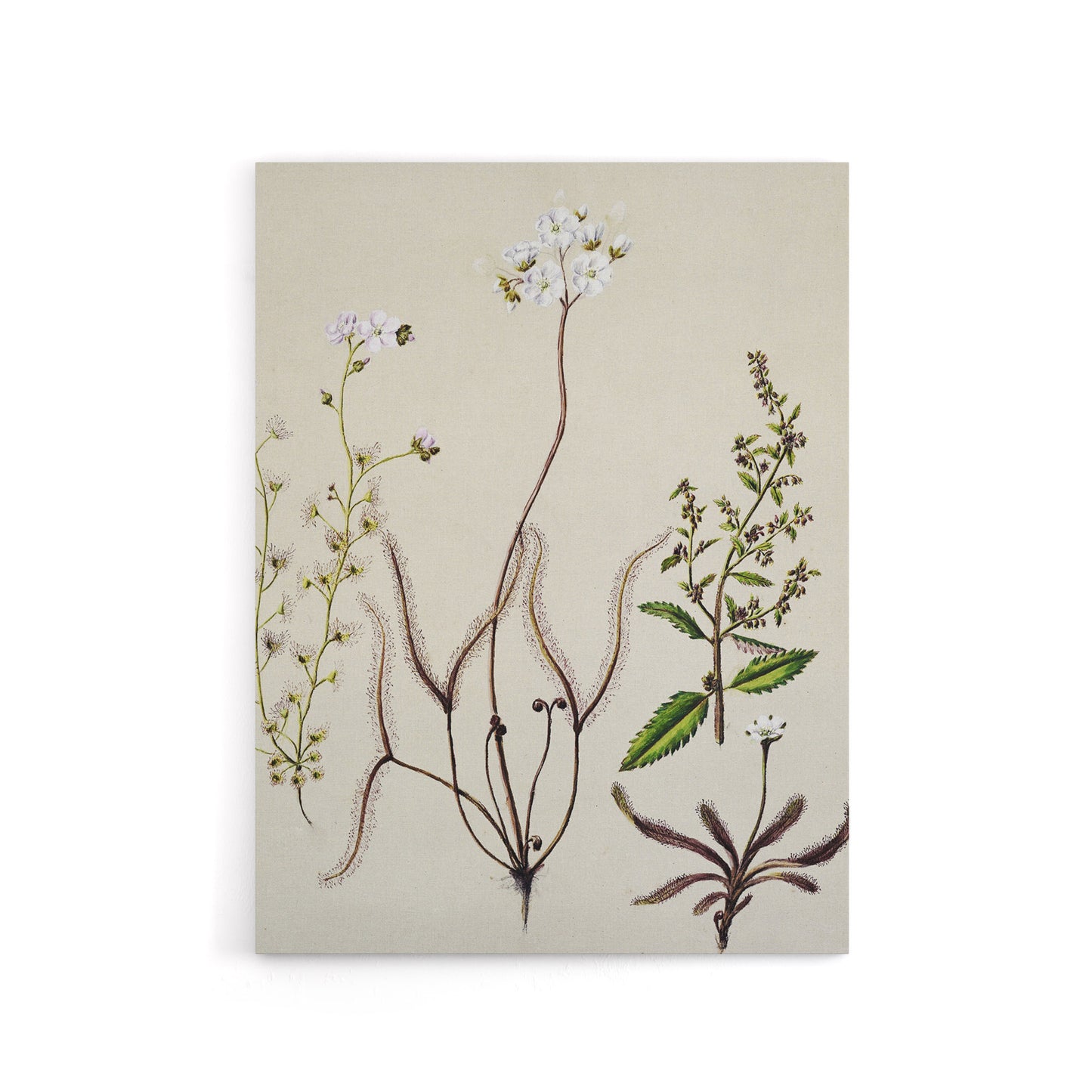 New Zealand Drosera Arcturi Plant Flowers Featon Canvas Wall Art Print