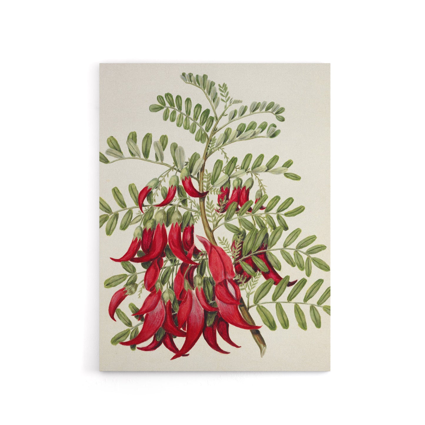 New Zealand Kaka Beak Plant Flowers Featon Canvas Wall Art Print