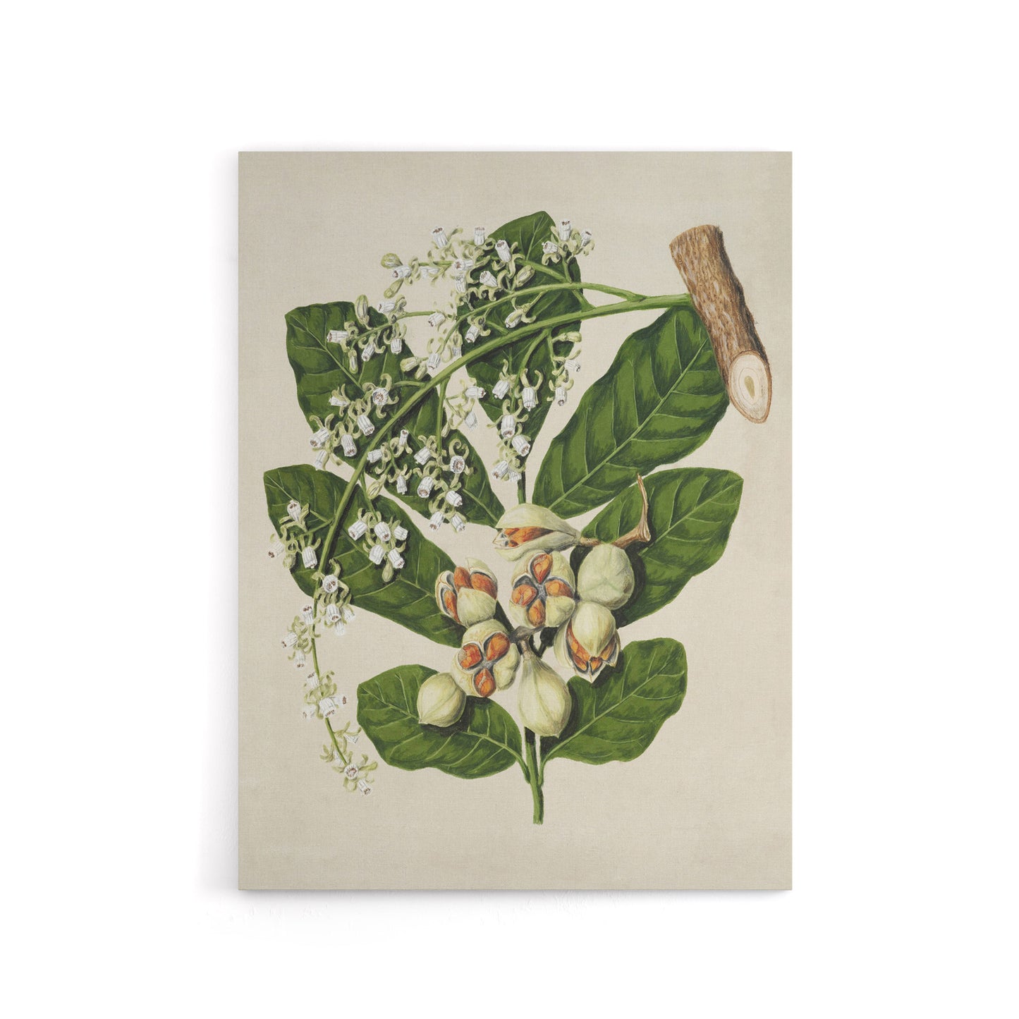 New Zealand Kohekohe Tree Flowers Featon Canvas Wall Art Print