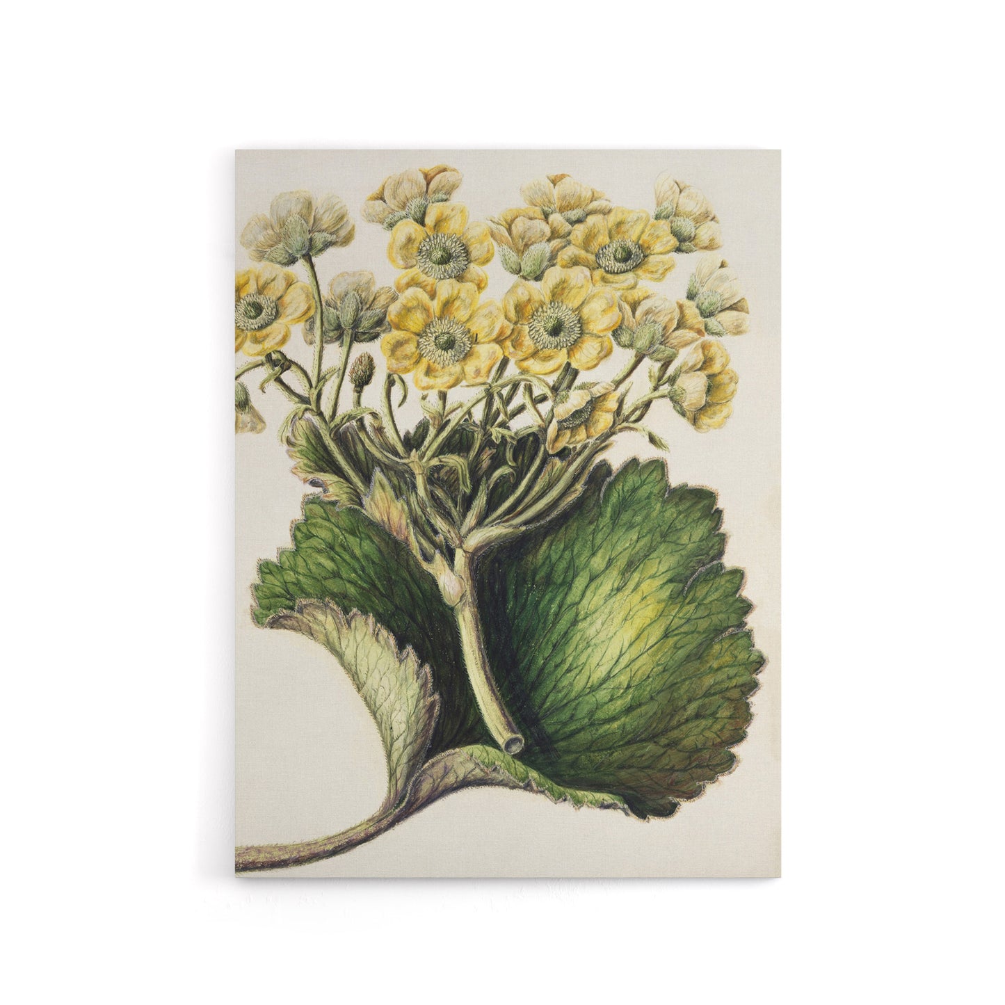New Zealand Korikori Buttercup Flower Featon Canvas Wall Art Print