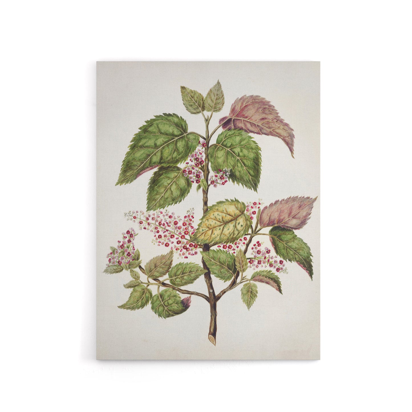 New Zealand Makomako Flowering Plant Featon Canvas Wall Art Print
