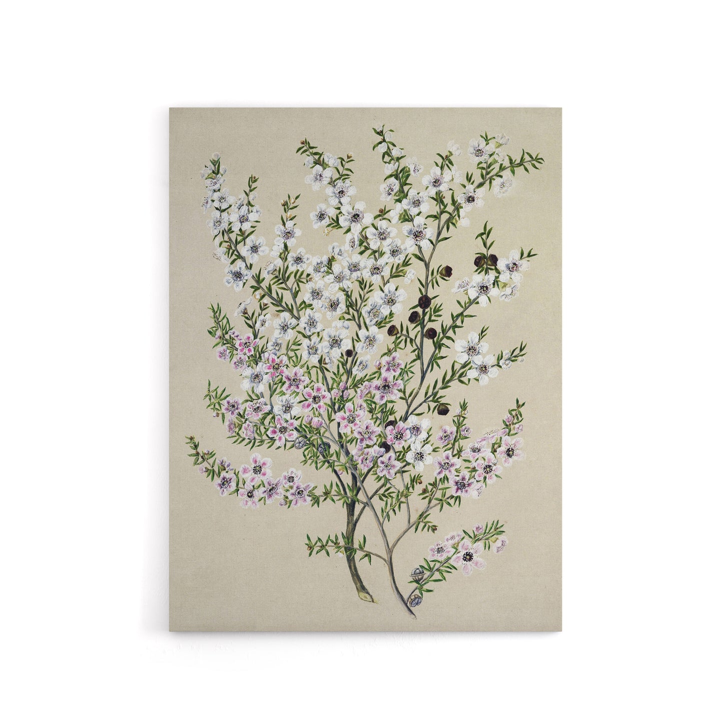 New Zealand Manuka Flowering Plant Featon Canvas Wall Art Print