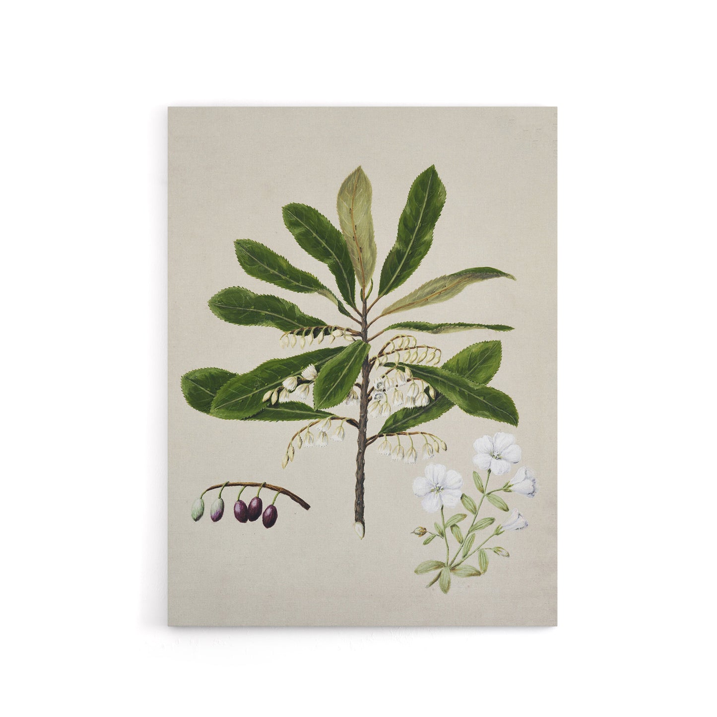 New Zealand Rauhuia and Hinau Flowers Featon Canvas Wall Art Print