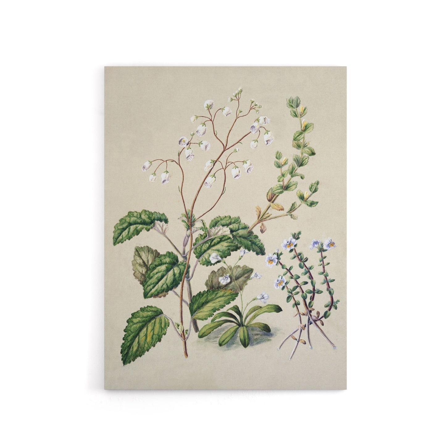 New Zealand Swamp Mazus Flowering Plant Featon Canvas Wall Art Print