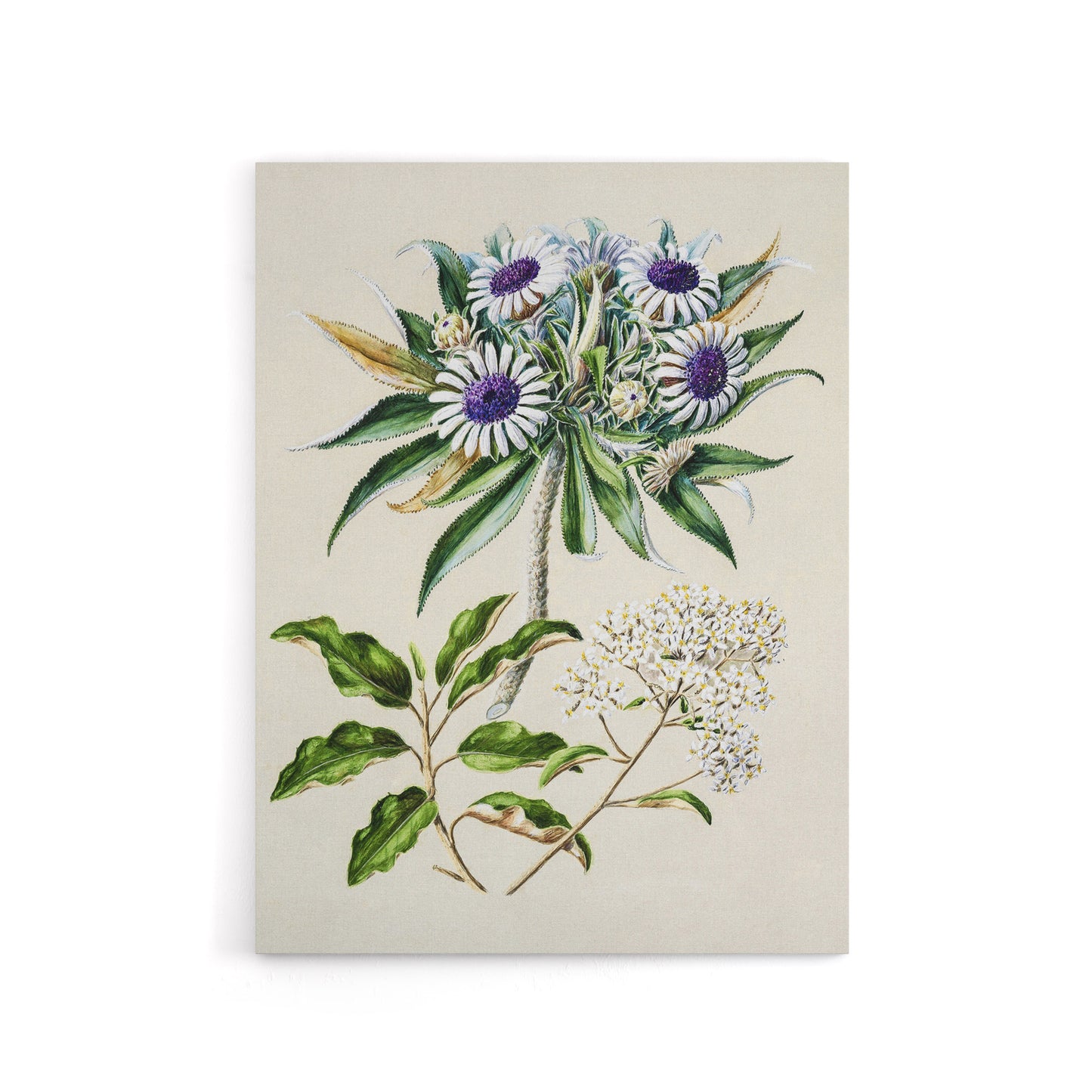 New Zealand Teteaweka Plant Flowers Featon Canvas Wall Art Print