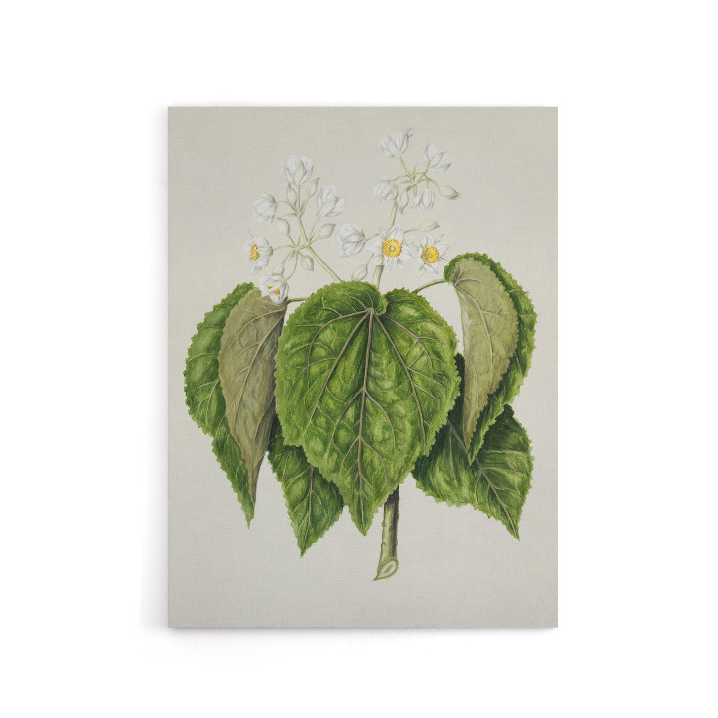New Zealand Whau Cork Tree Flowers Featon Canvas Wall Art Print