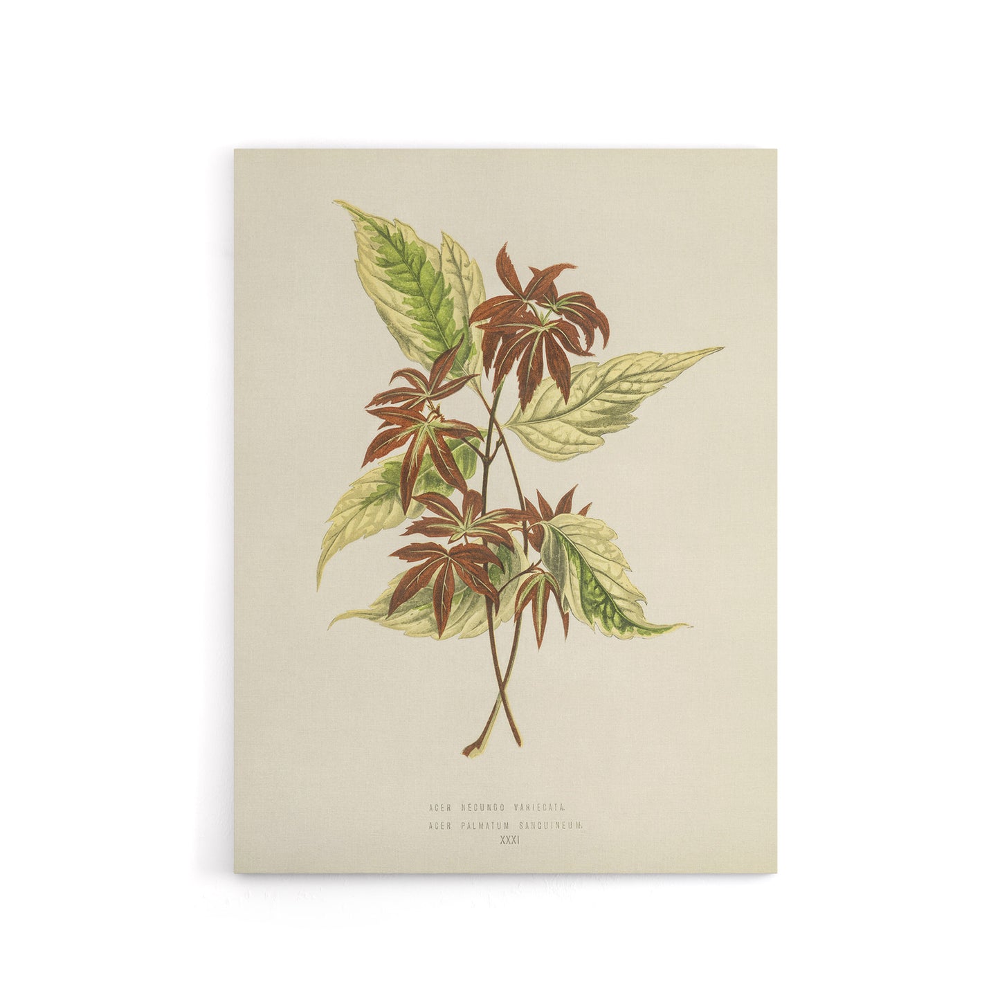 Vintage Botanical Boxelder Maple Leaves Fawcett Canvas Wall Art