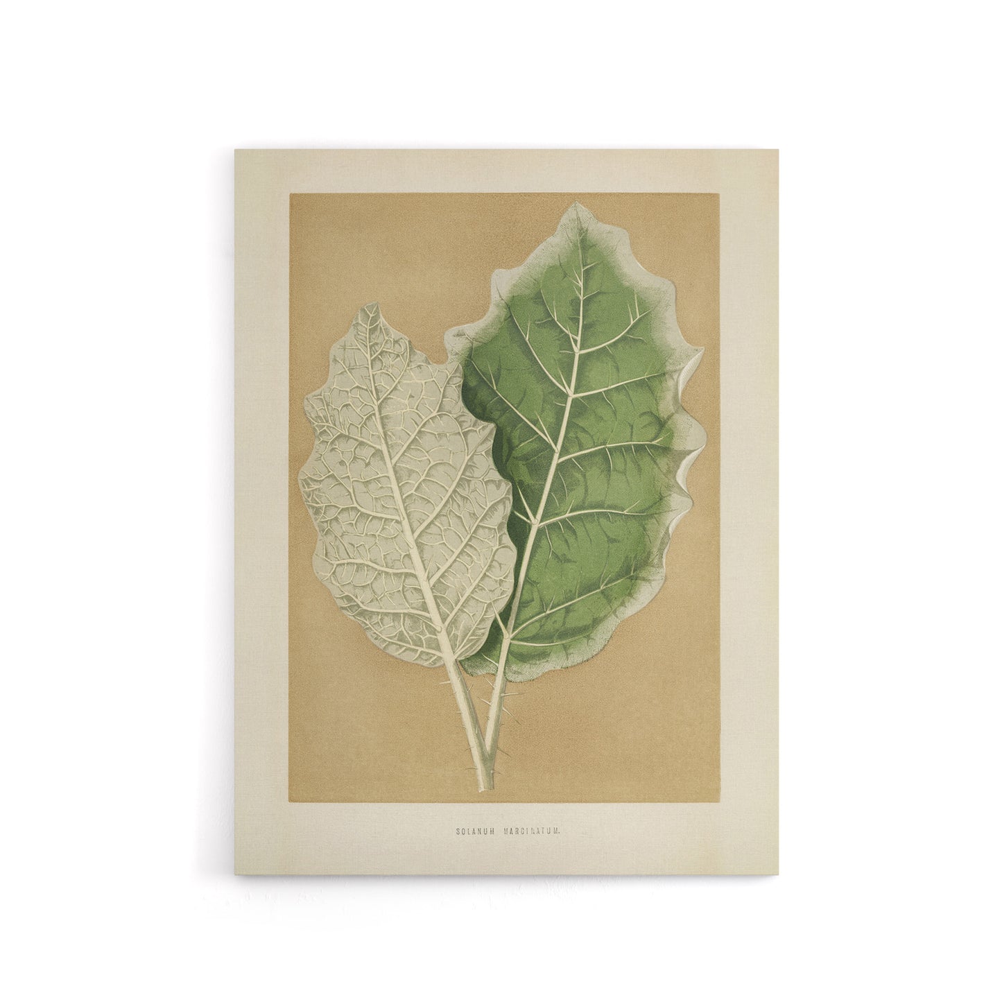 White Margined Nightshade Leaves Fawcett Canvas Wall Art