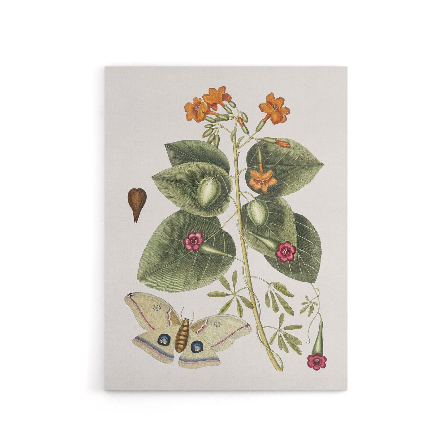 Great Moth Tievine and Geiger Tree Flowers Catesby Canvas Wall Art