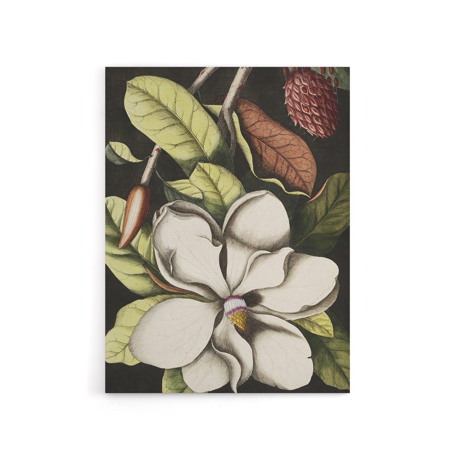 Laurel Tree Magnolia Altissima Flower Catesby Canvas Wall Art