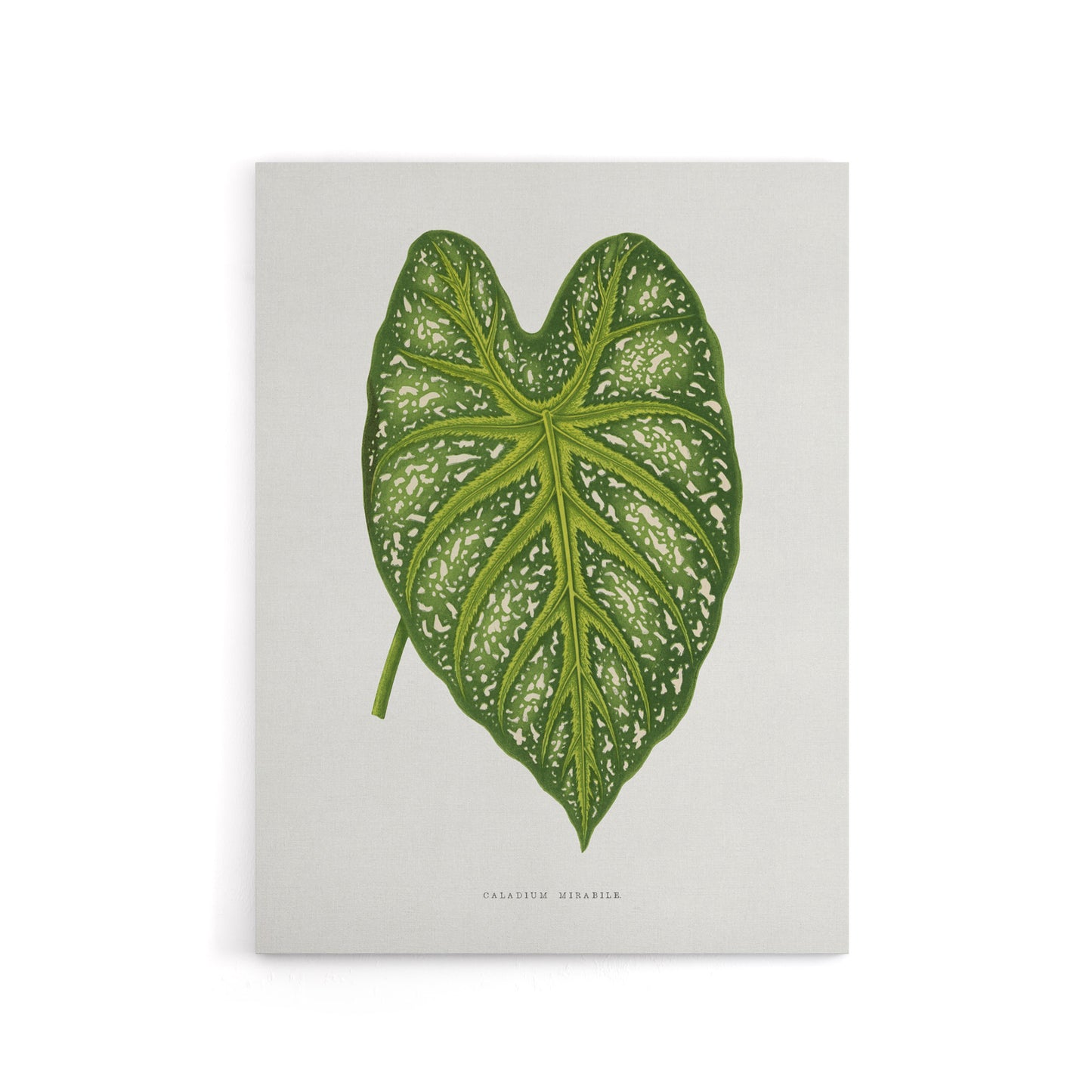 AF Lydon Benjamin Fawcett Caladium Mirabile Leaf Canvas Wall Art Print