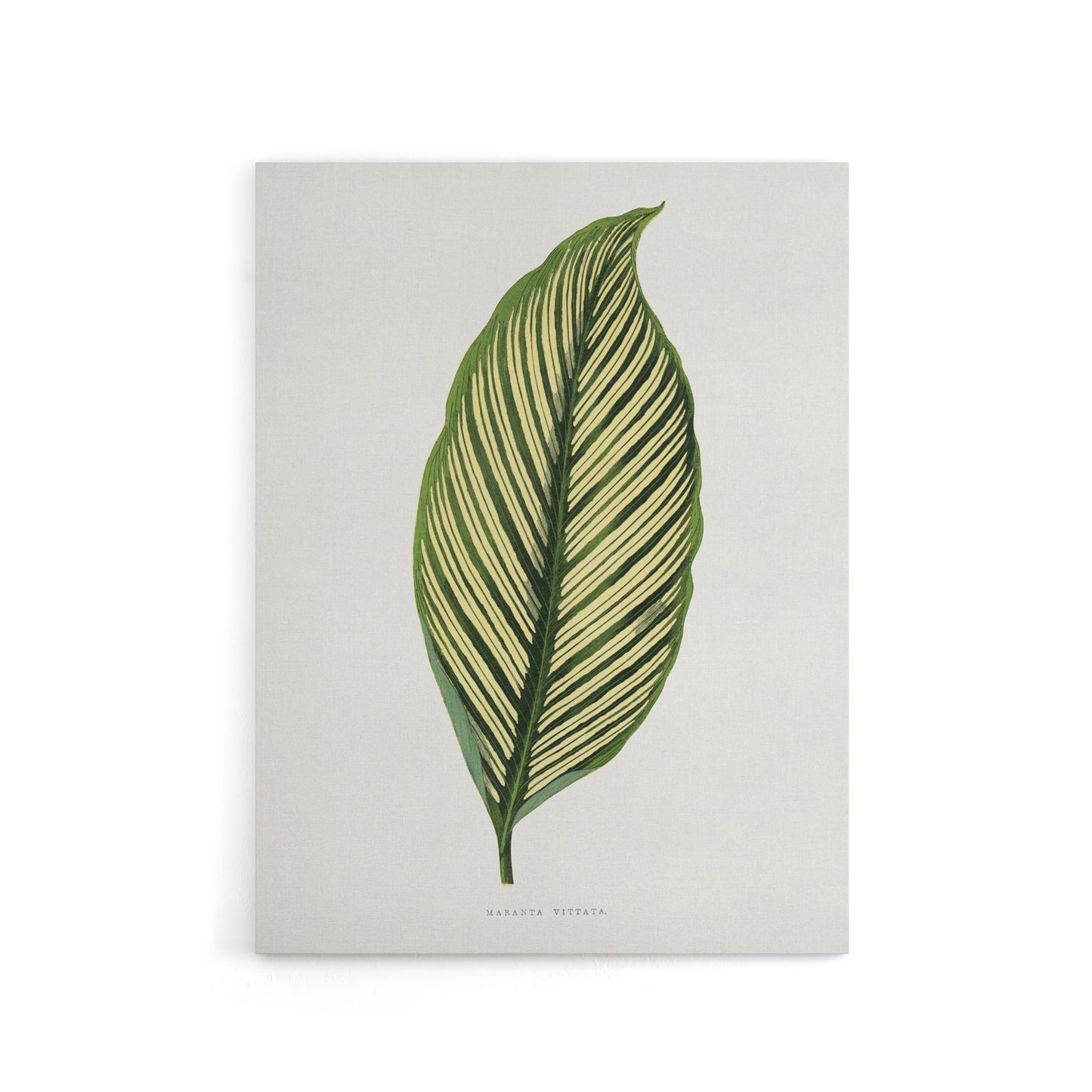 AF Lydon Benjamin Fawcett Maranta Vittata Leaf Canvas Wall Art Print