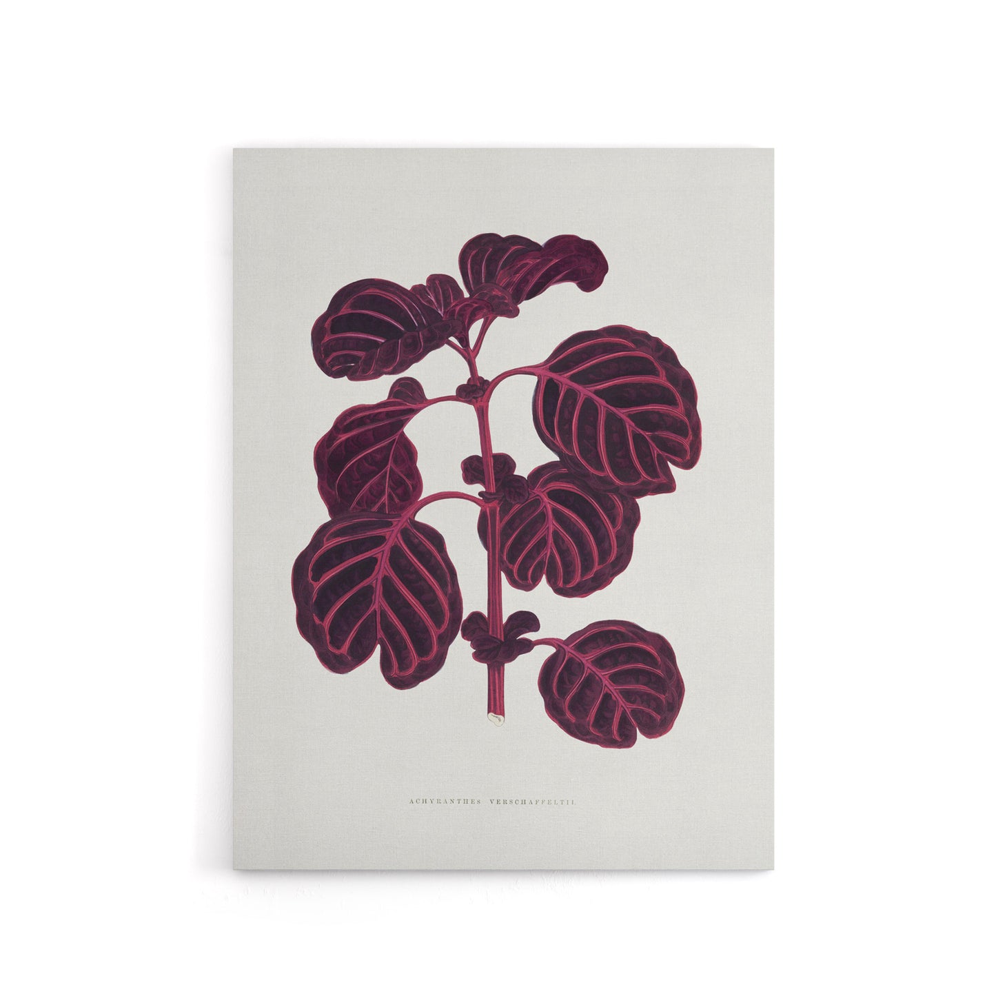 AF Lydon B Fawcett Pink Achyranthes Verschaffeltii Canvas Wall Art Print