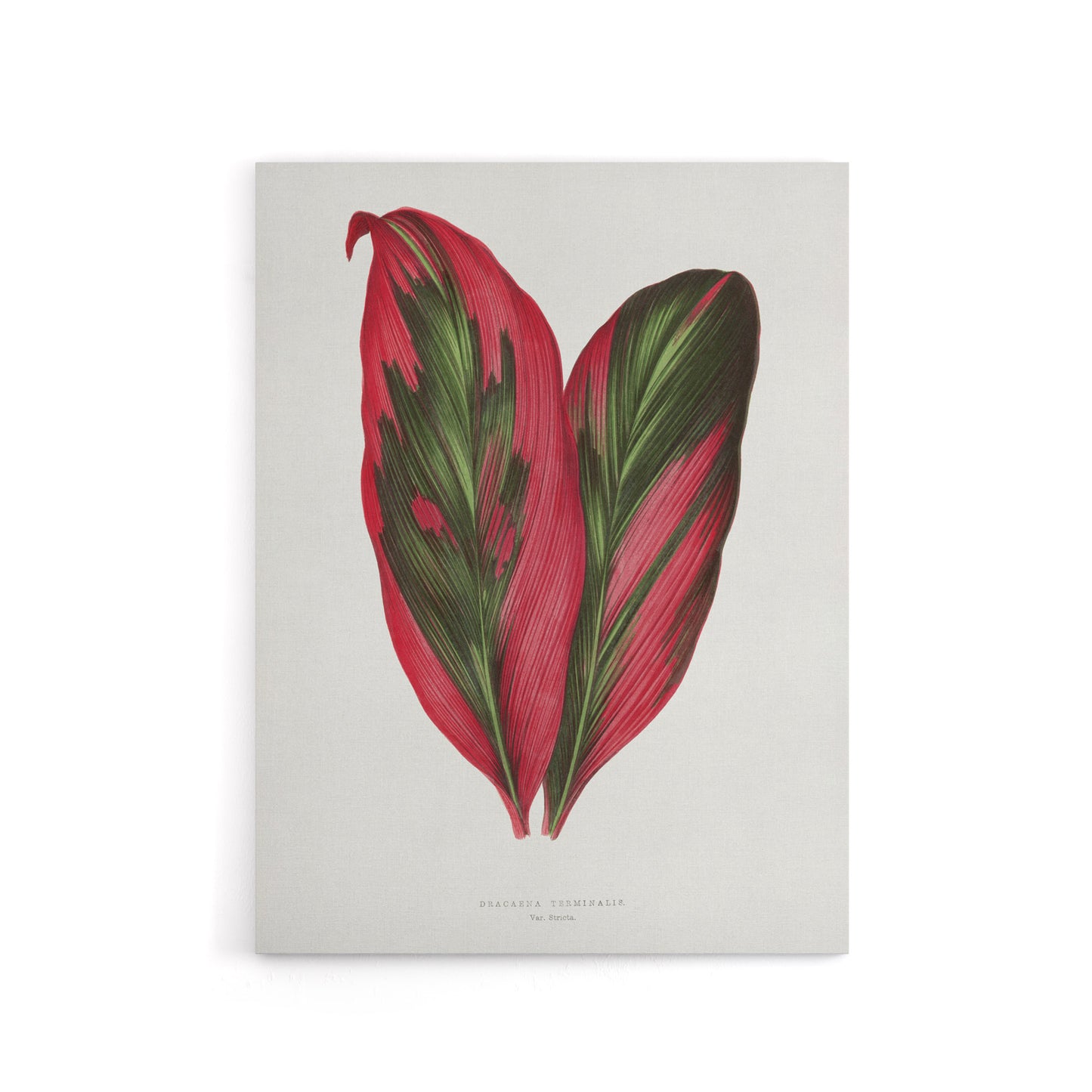 AF Lydon B Fawcett Pink Dracaena Terminalis Leaf Canvas Wall Art Print