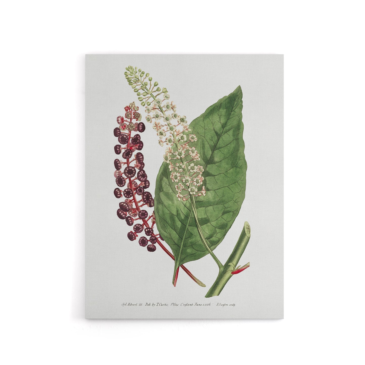 Francis Sansom American Pokeweed Vintage Botanical Canvas Wall Art Print