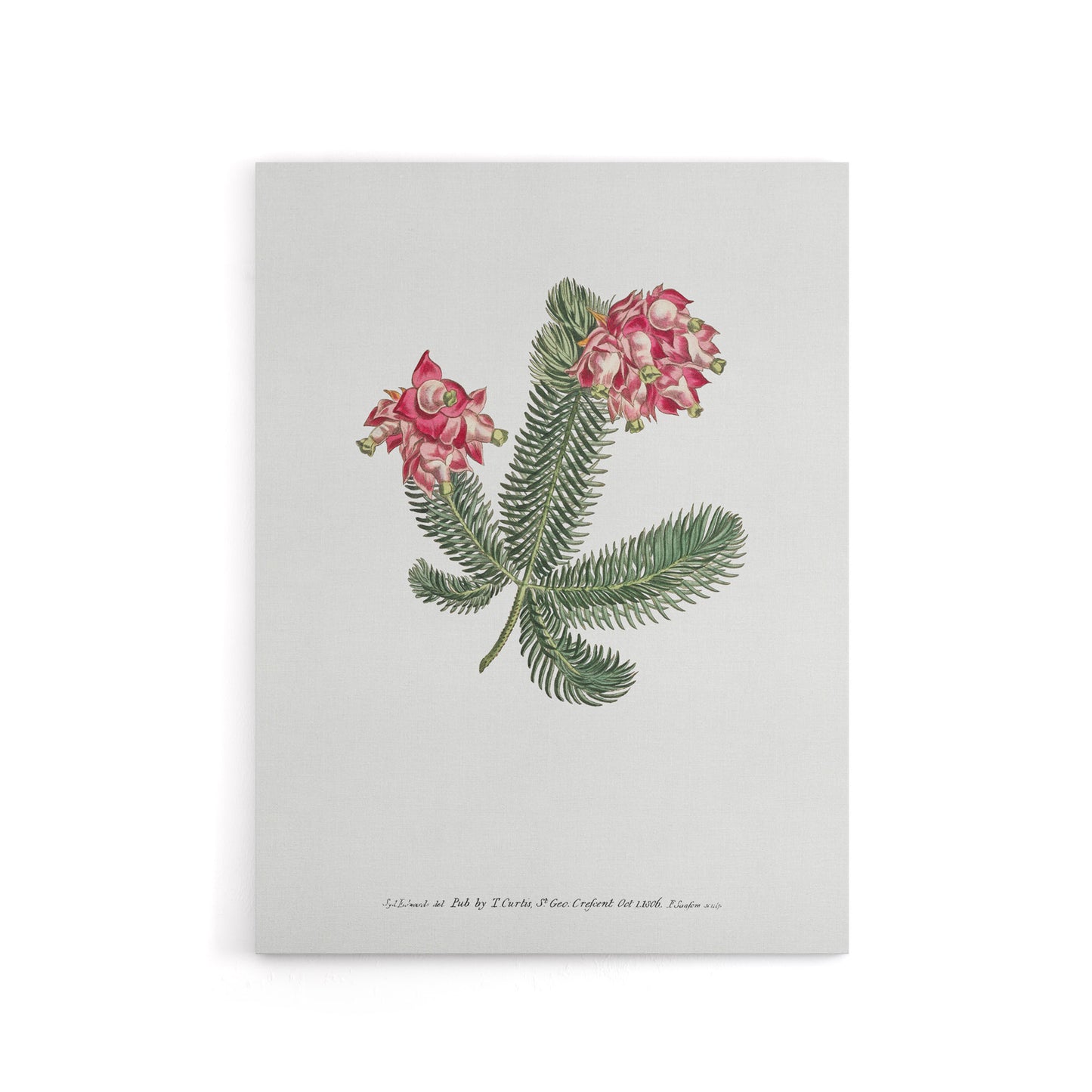 Francis Sansom Erica Glauca Elegans Flower Bloom Canvas Wall Art Print