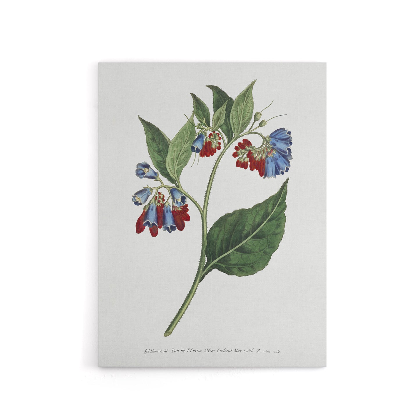 Sansom Vintage Botanical Prickley Comfrey Flowers Canvas Wall Art Print