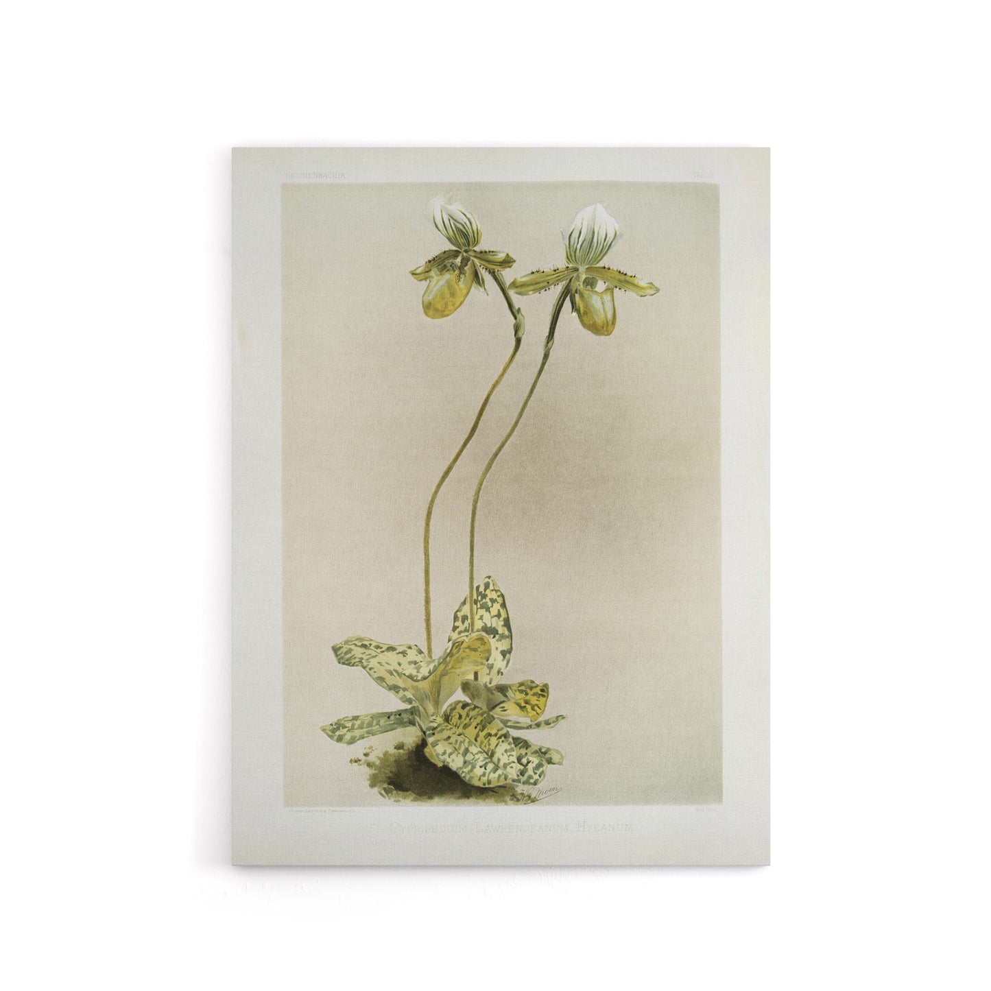 F Sander Cypripedium Lawrenceanum Hyeanum Orchid Canvas Wall Art Print