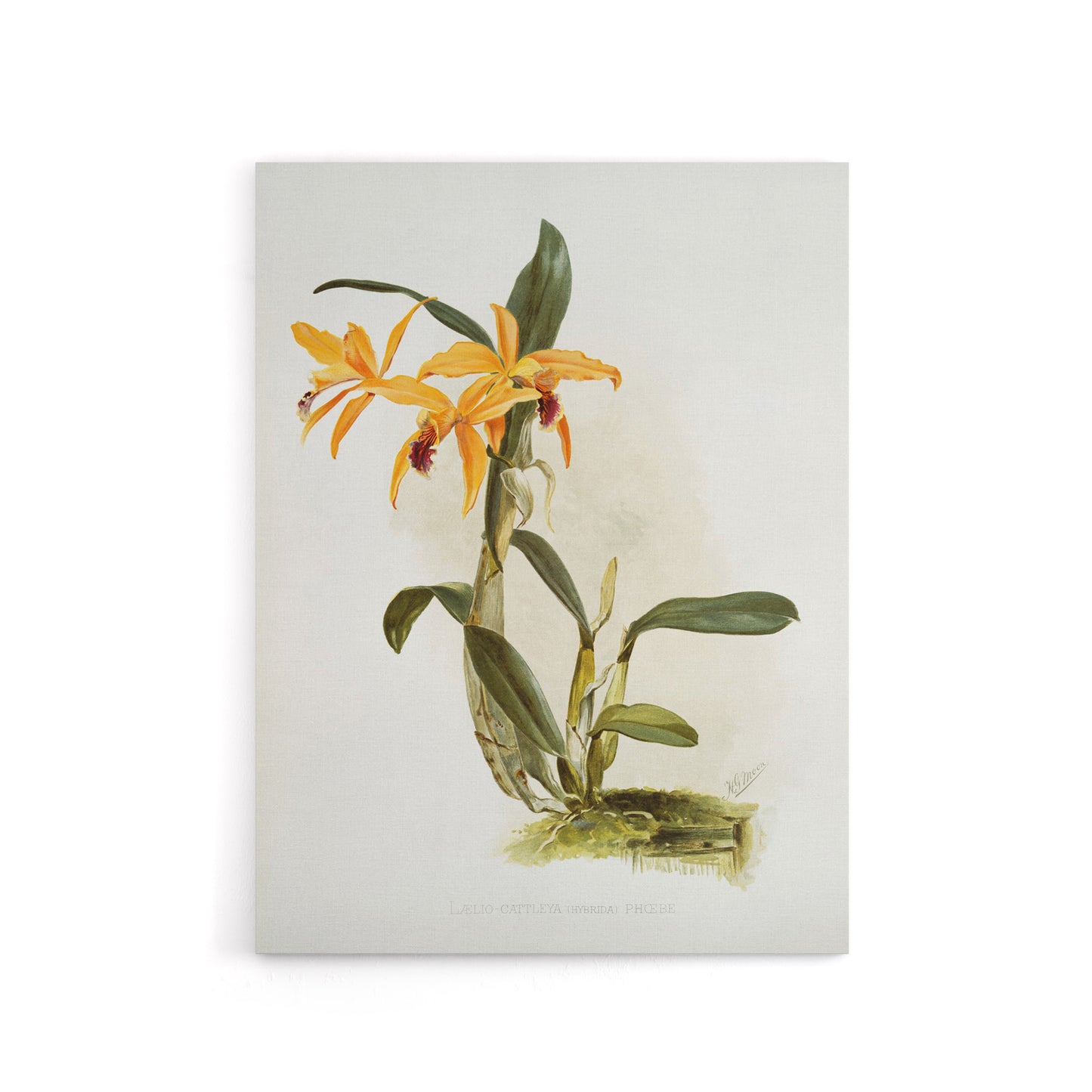 Frederick Sander Laelia And Cattleya Orchid Hybrid Canvas Wall Art Print