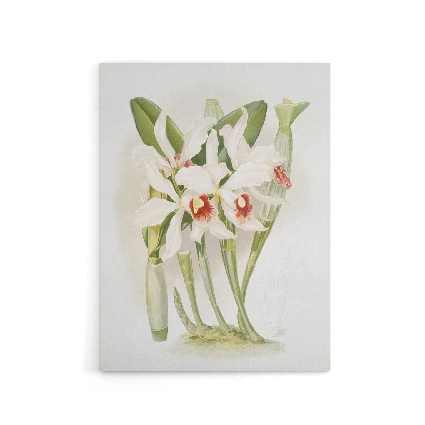 Frederick Sander Laelia Euspatha Orchid Flowers Canvas Wall Art Print