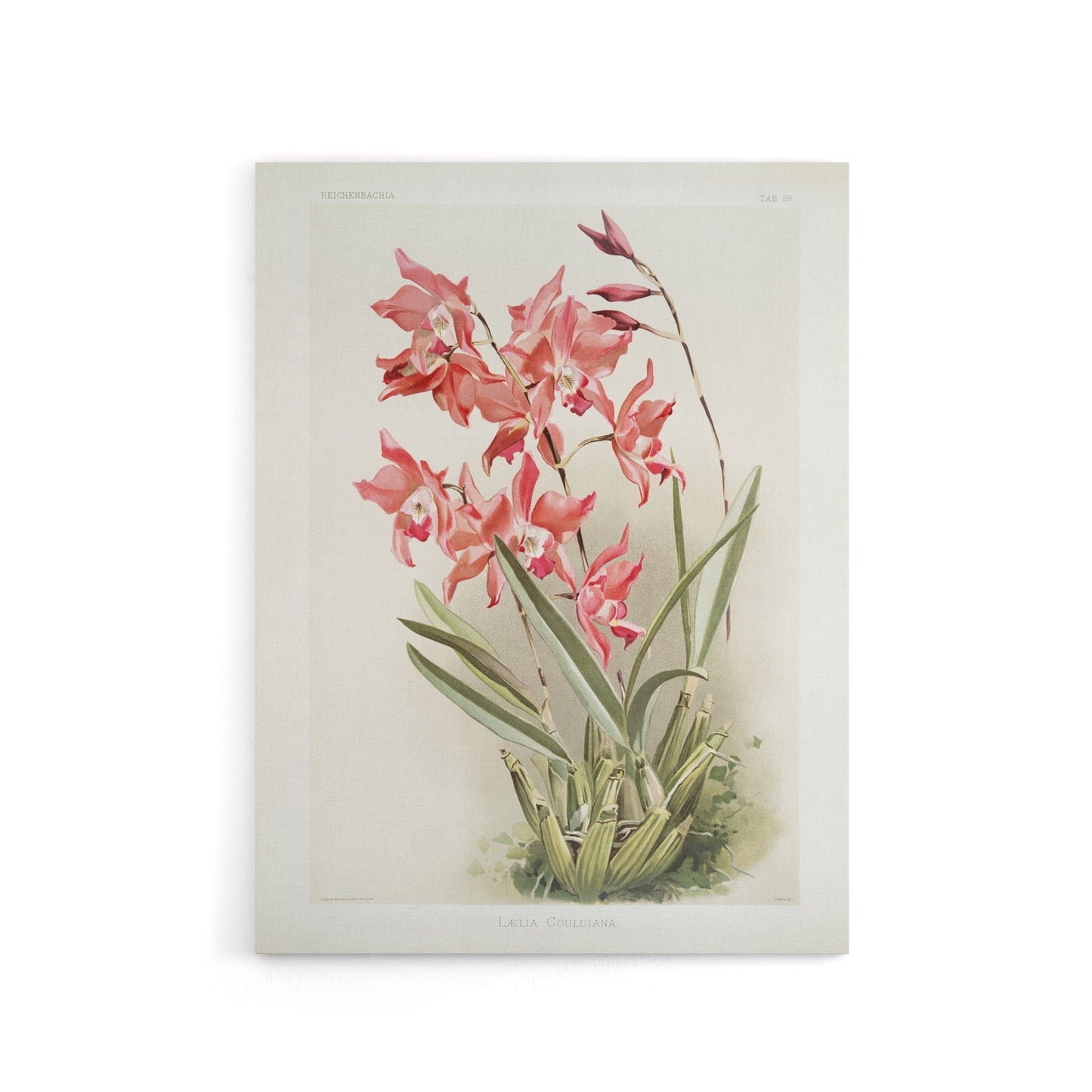 Frederick Sander Laelia Gouldiana Orchid Flowers Canvas Wall Art Print