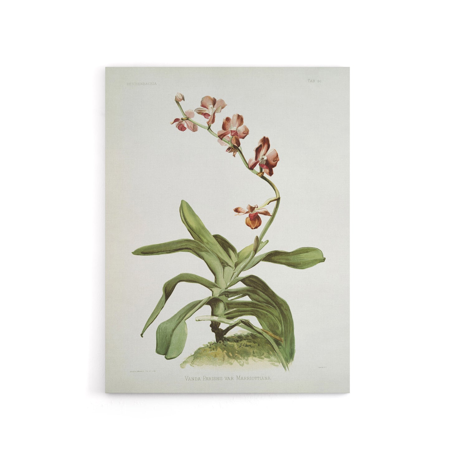 F Sander Marriotts Phalaenopsis Orchid Flowers Canvas Wall Art Print