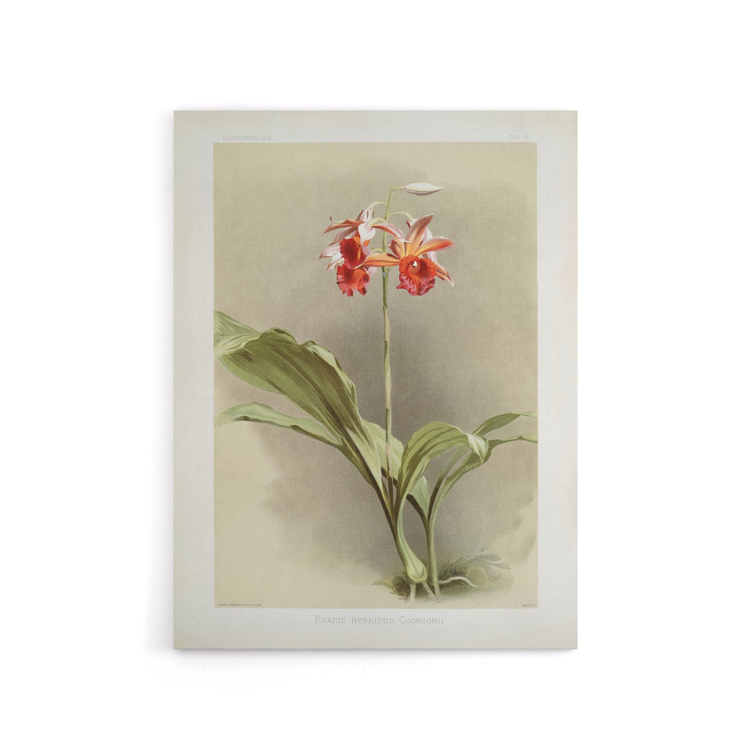 F Sander Phaius Hybridus Cooksonii Orchid Flowers Canvas Wall Art Print