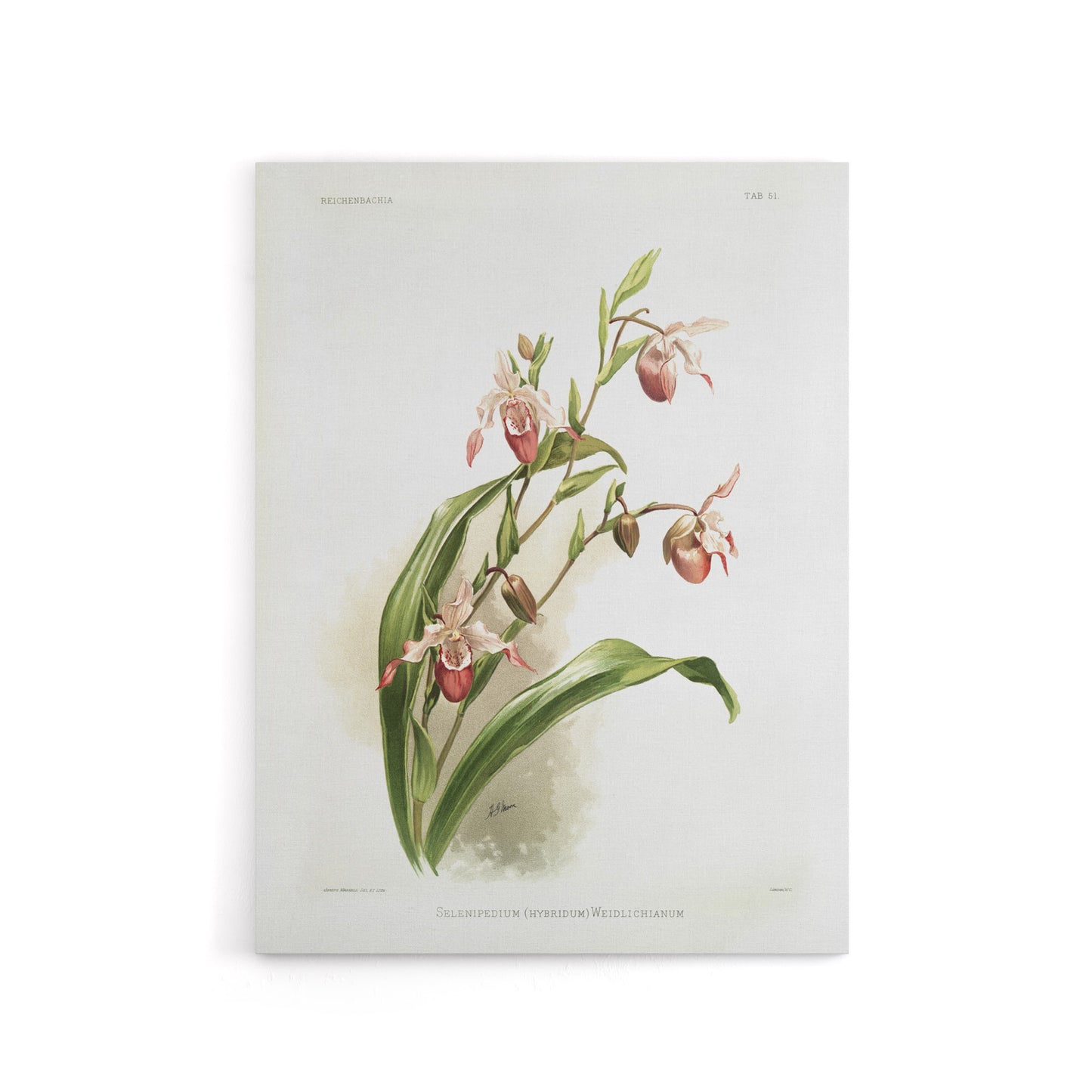 Frederick Sander Selenipedium Weidlichianum Orchid Canvas Wall Art Print