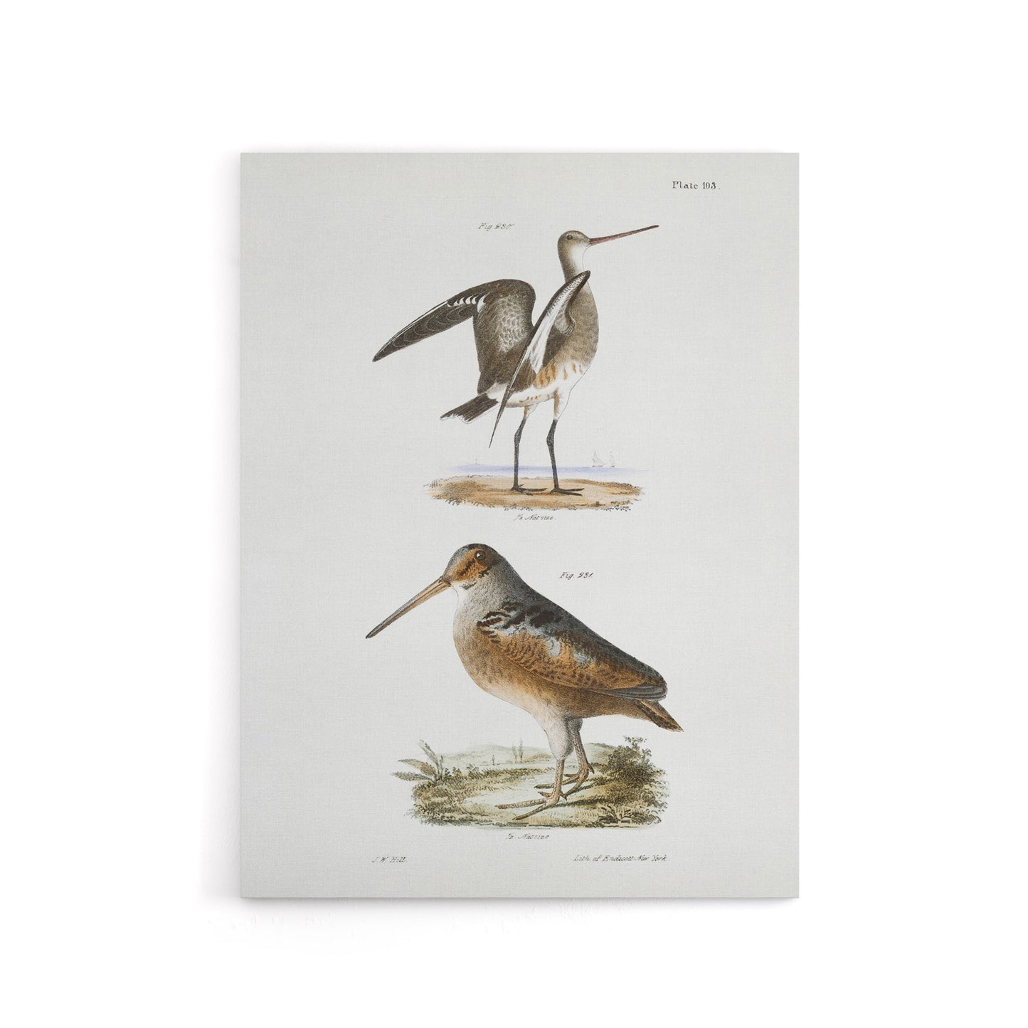 James De Kay Ring Tailed Marlin and American Woodcock Canvas Wall Art Print