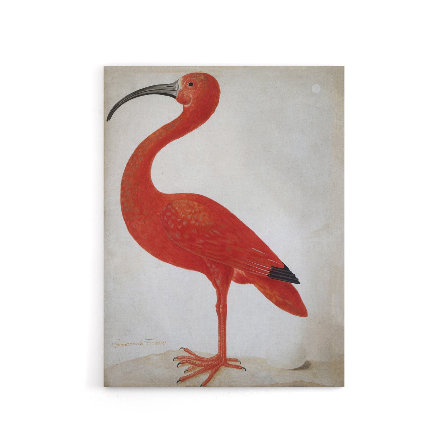 Merian Scarlet Ibis Bird With Egg Canvas Wall Art Print